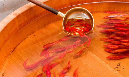 Keo Epoxy vẽ cá 3D